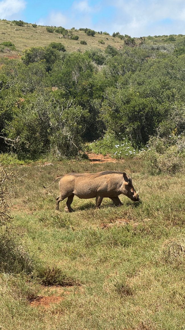 Addo Nationalpark