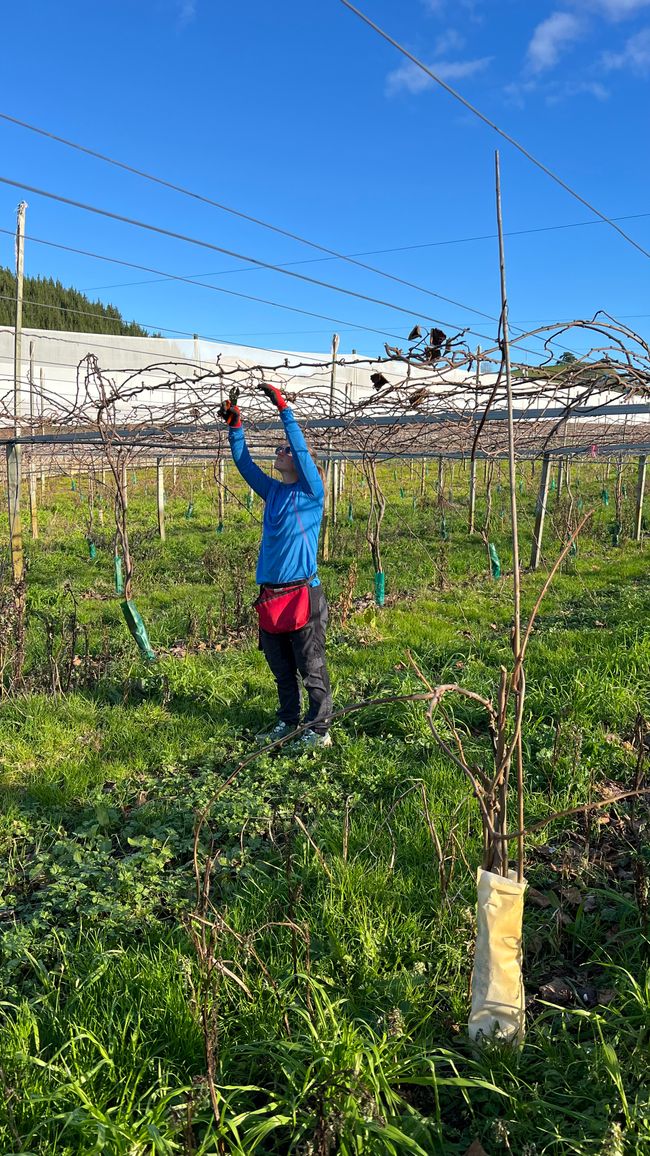 Äste abschneiden - 8 Stunden lang