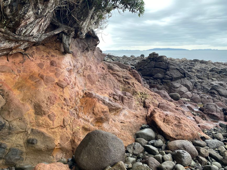 Coromandel loop