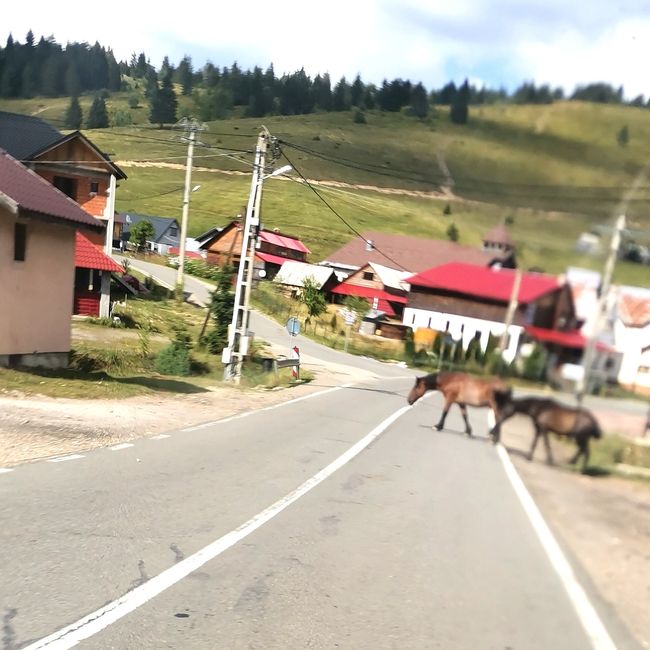 Pferde auf der Straße 