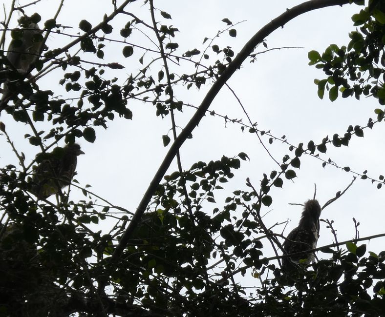 Pájaros curiosos sobre el templo