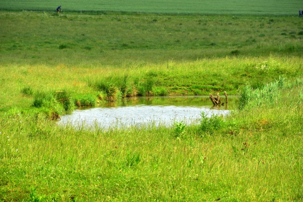 * * * S E C H T A S A F A R I - der Auerochsenweg
bei Bopfingen * * *