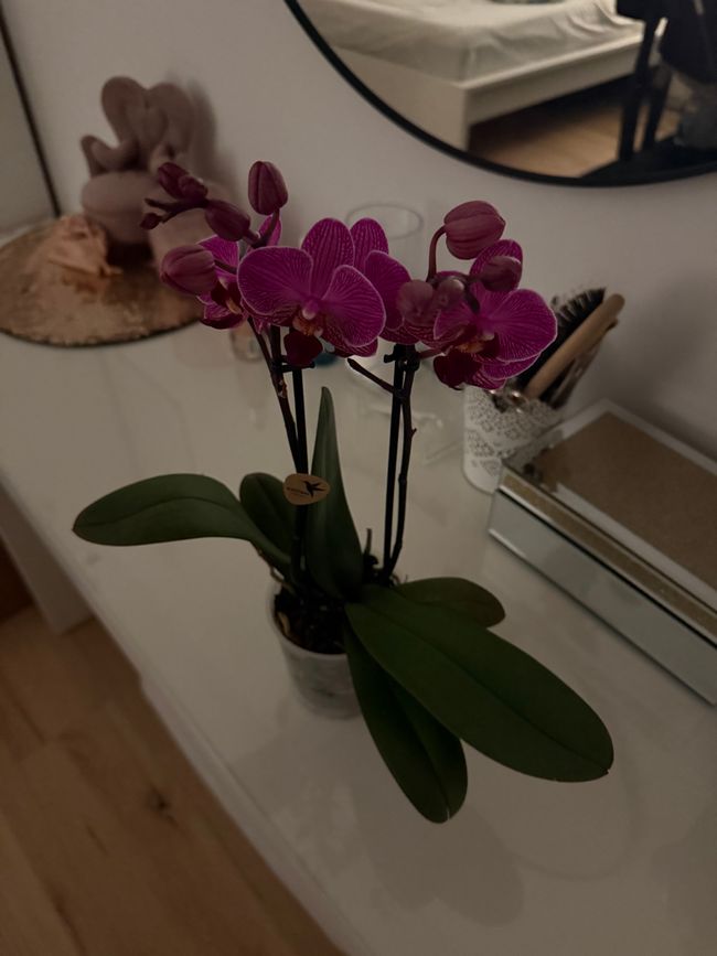 Fiori 💐/ flowers 💐