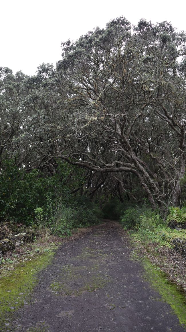 Woche 3 - Kia Ora Neuseeland!