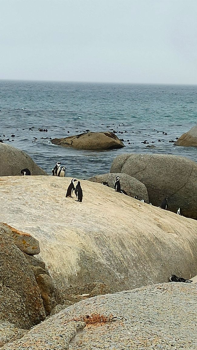 South Africa Day 5 - Penguins!