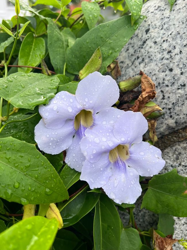 Gelandet in Singapur