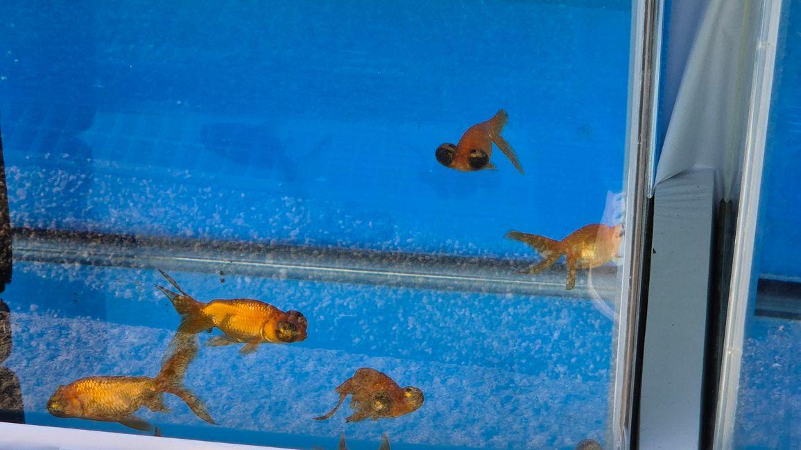 Heute in der Goldfischstadt Yamatokoriyama.