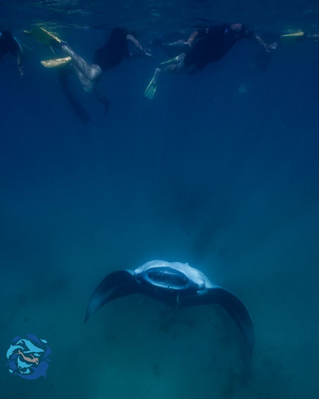 Snorkeling