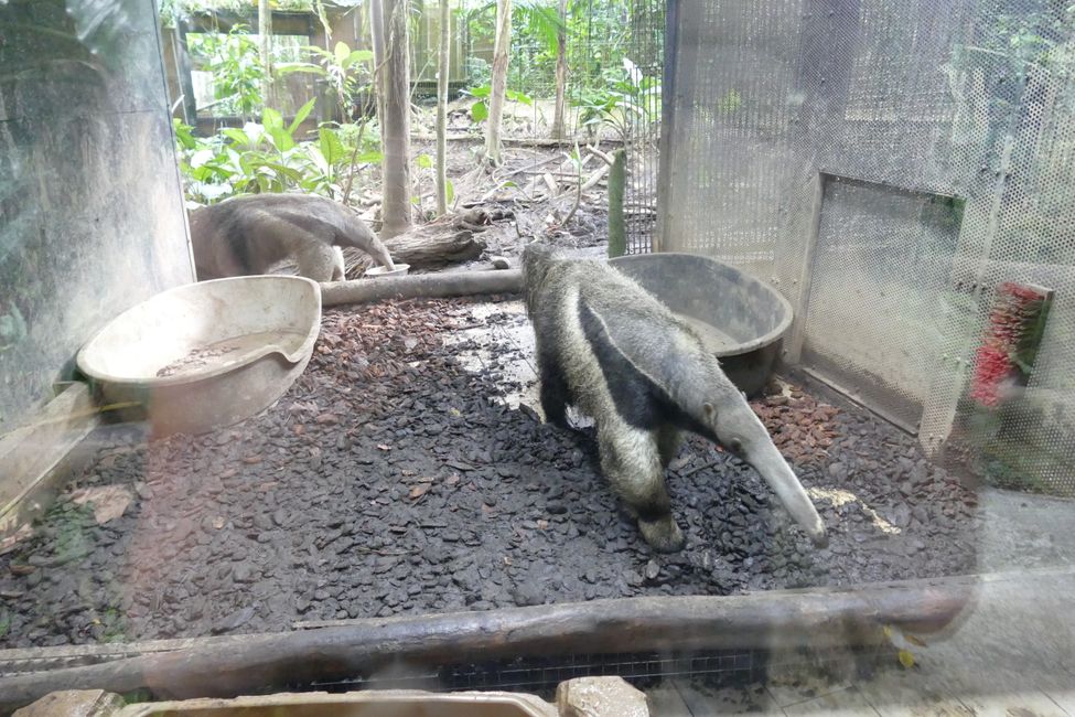großer Ameisenbär