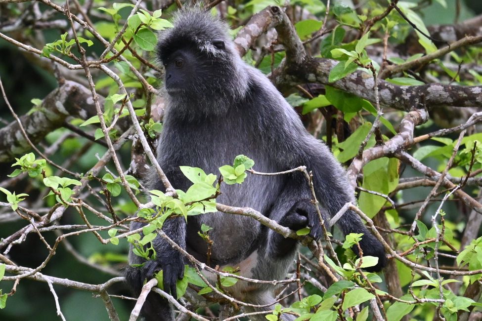 Langur argenté