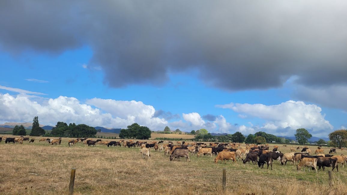 29.Januar-27.Februar 2025 Neuseeland
20.Januar