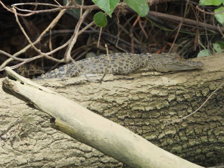 Tag 30, 24. Mai: Ultima crociera sul fiume Daintree
