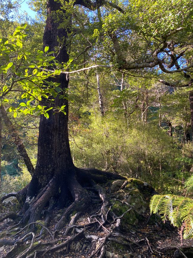 Landmark tree from Legolas while shooting arrows