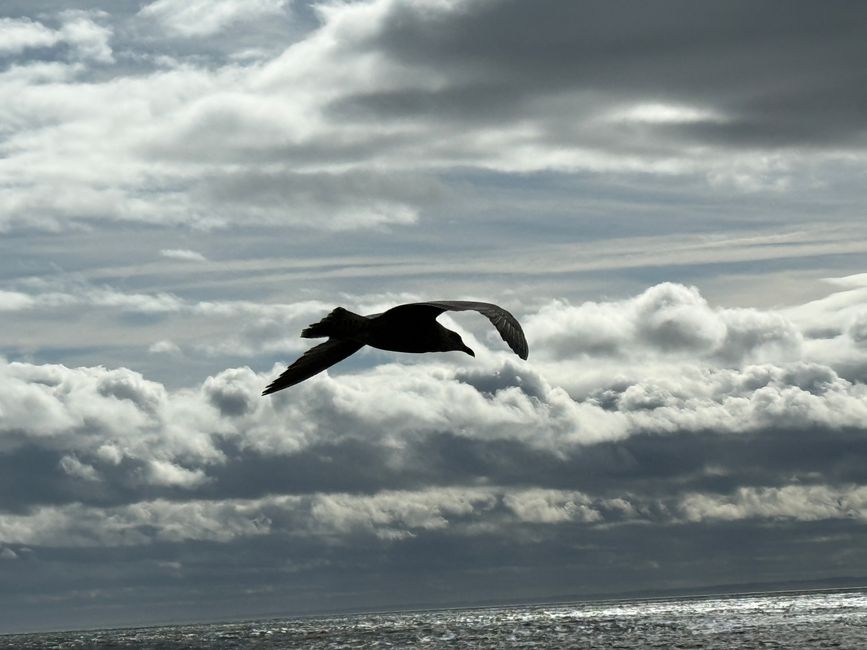 Arbroath, Smokies und Klippen