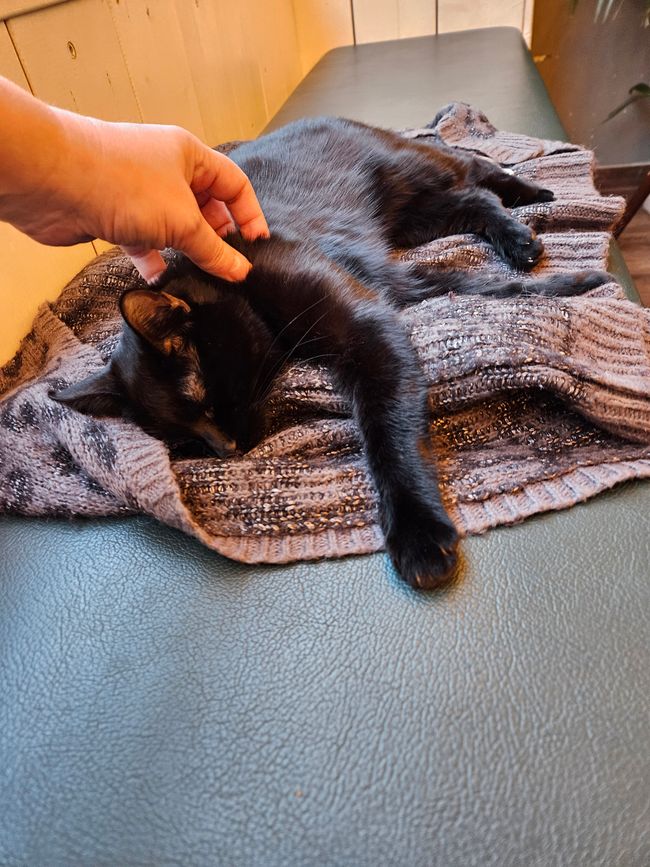 2024 - Vienna - Cat Café 'Barista Cats'
