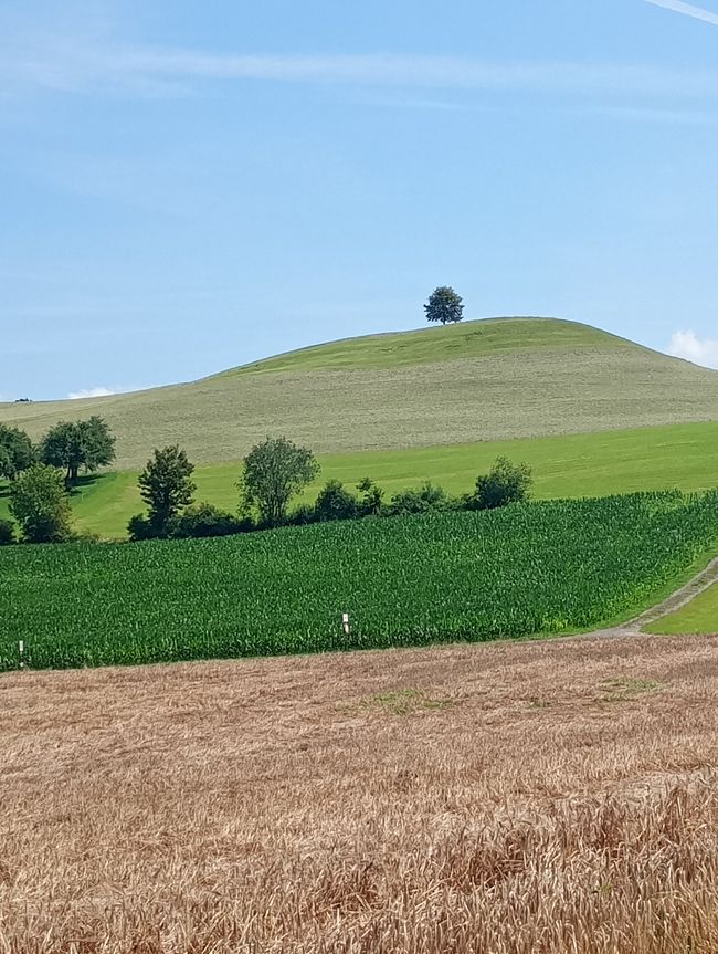 There are also lonely trees!