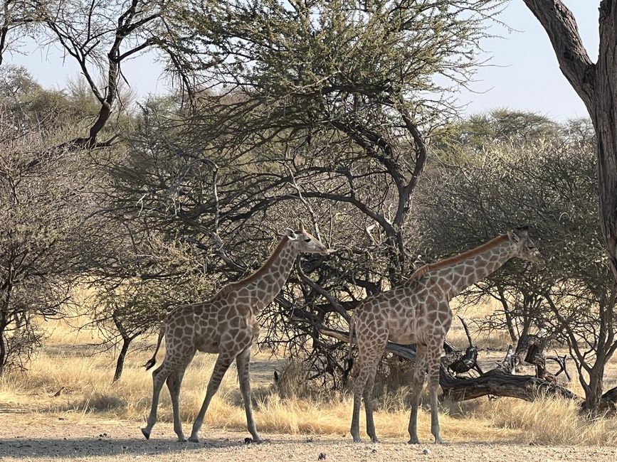 Namibia 2k25 🦓🏜️🐘