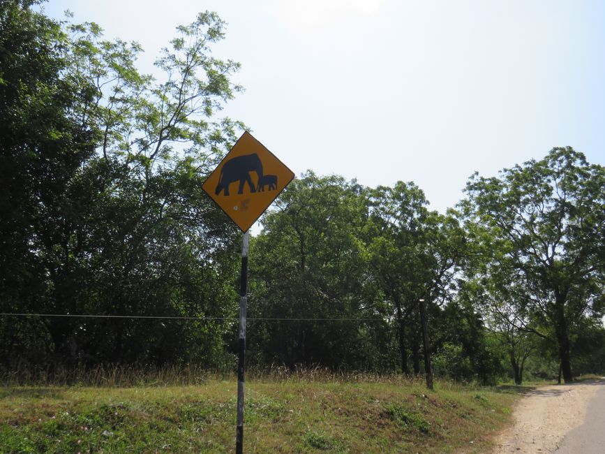 Udawalawa - Safari avec des éléphants