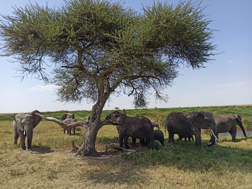 En la Serengeti - Día 2