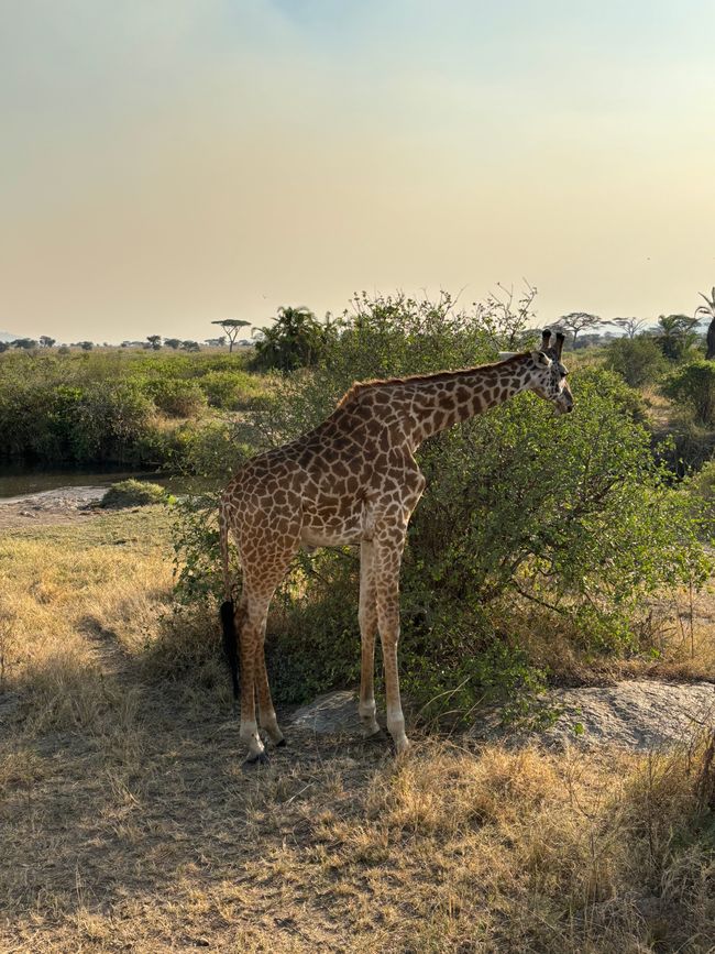 Serengeti Partie 2 - L'armée des gnous traverse la rivière Mara