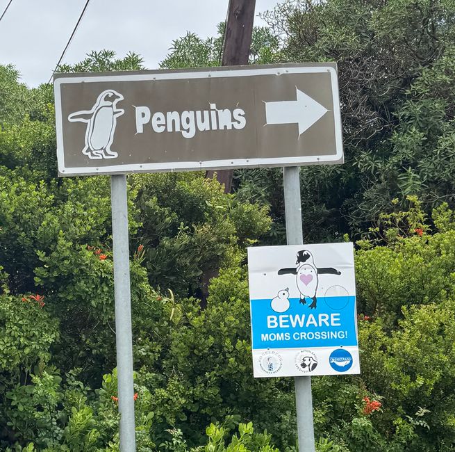 South Africa🇿🇦Week 6