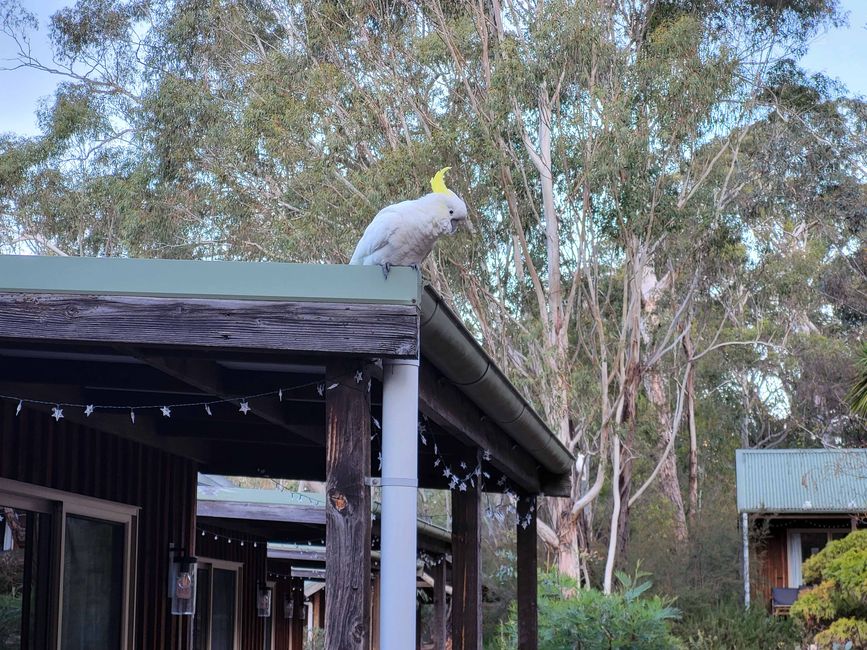 Hahndorf - Halls Gap