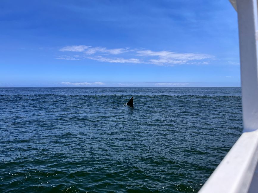 Hermanus