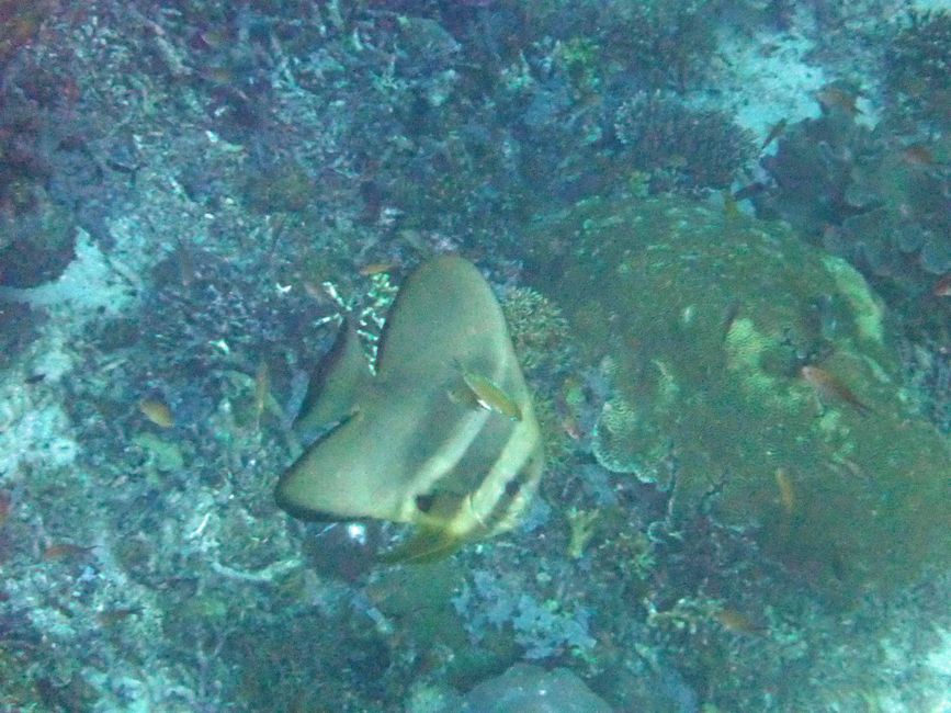 Sauwandarek, Raja Ampat, Indonesia