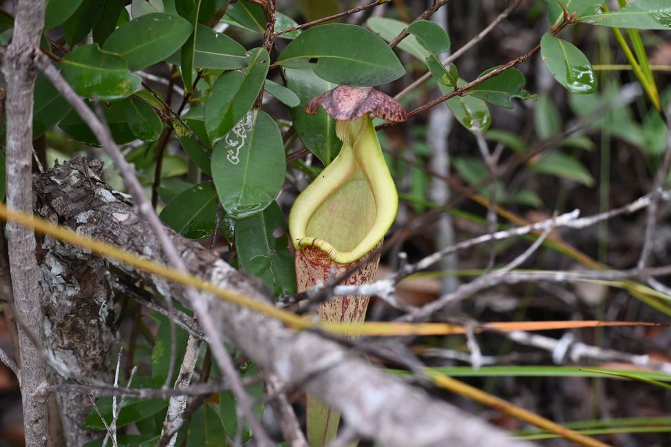 Parc national de Bako