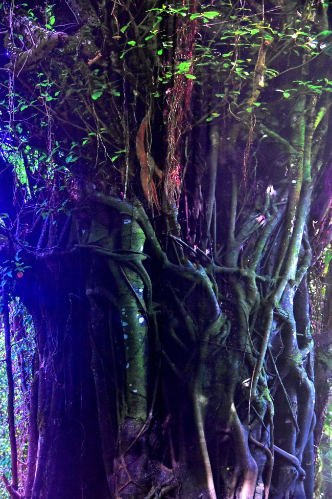 ¡AL JUNGLE! - El gasómetro de Pforzheim te transporta a la Amazonía