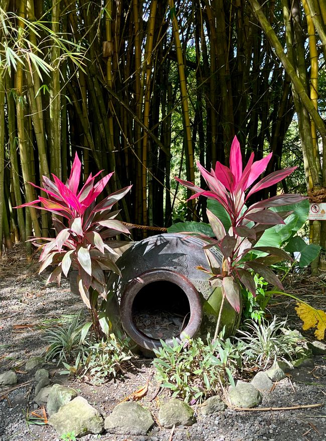 Tag 24 - Zoo von Martinique - Sainte-Marie mit Insel und Tombolo