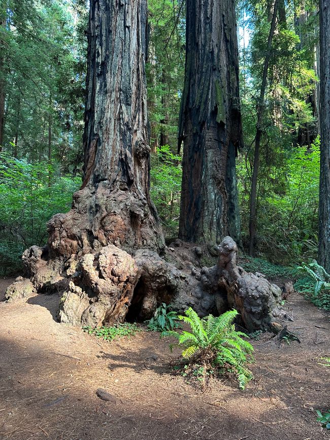 North Californian redwoods