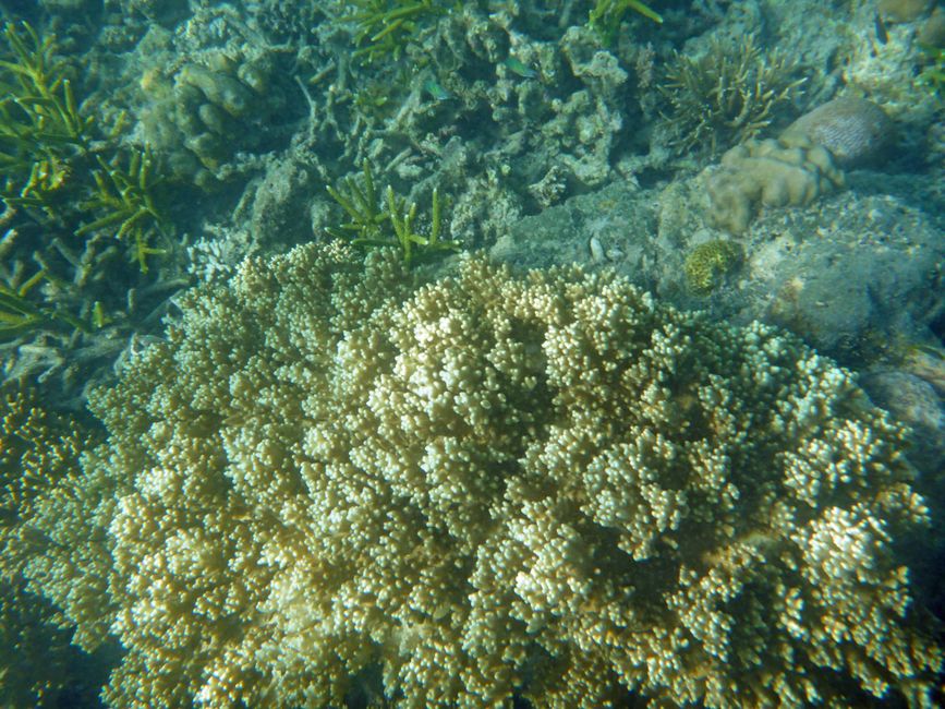 Misool, Westneuguinea, Indonesien, Insel-Ausflug