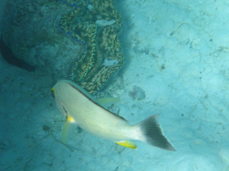 Arutanga - Aitutaki (Isole Cook)