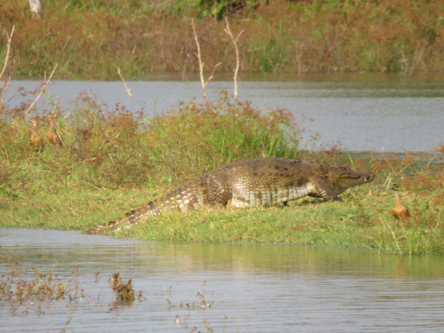 Udawalawa - Safari avec des éléphants