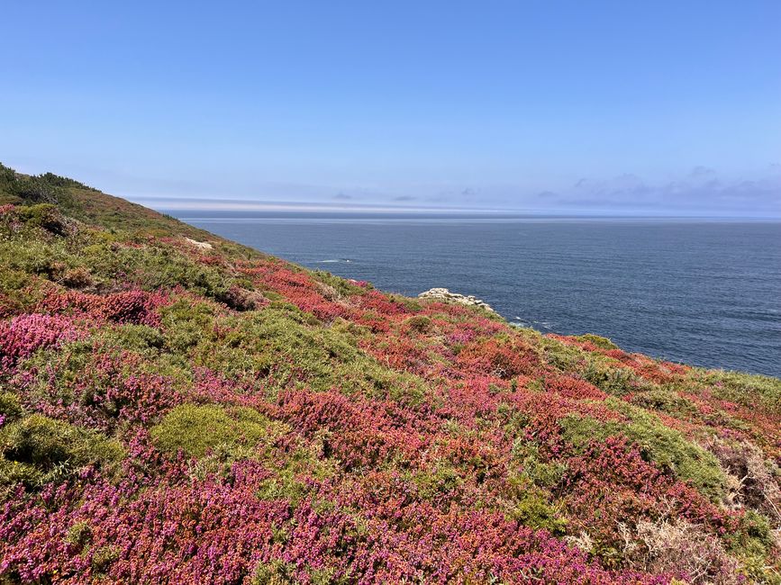 On the cliffs, heather blooms...