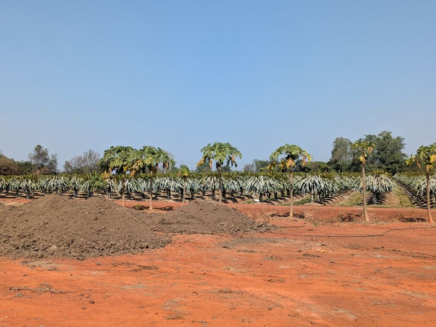 Drachenfruchtfarm 