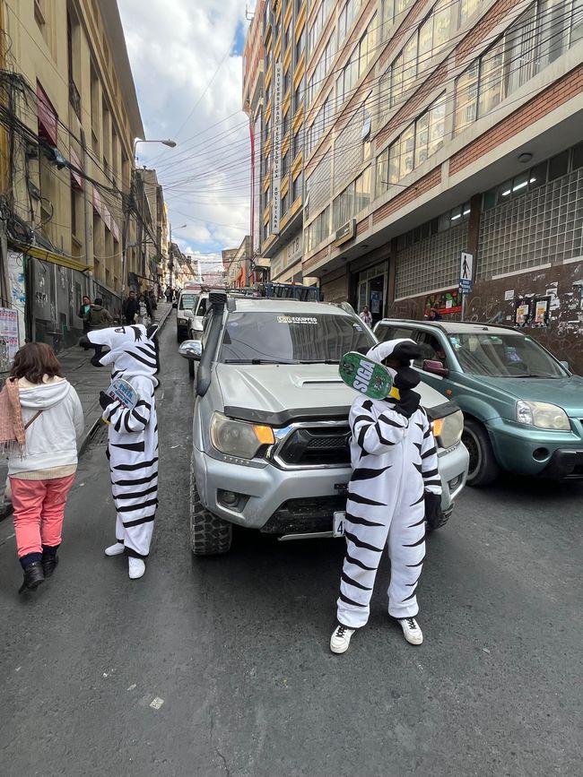 Zebras regeln den Verkehr 