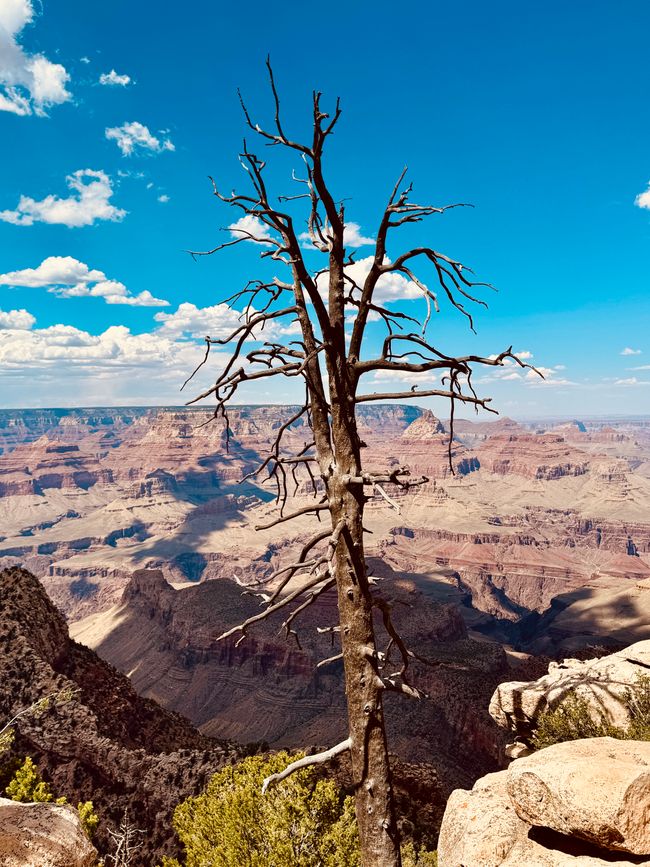 Grand Canyon