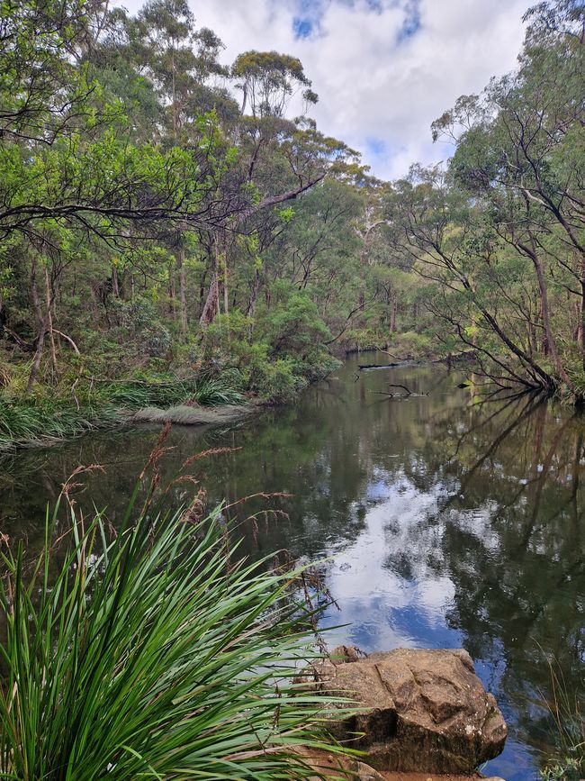 Trees by the river during the walk