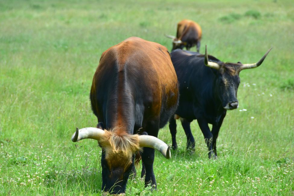 * * * S E C H T A S A F A R I - der Auerochsenweg
bei Bopfingen * * *