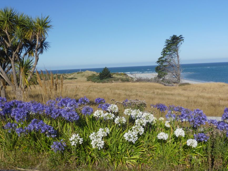 2025-02-08 Oamaru Dunedin, NZL