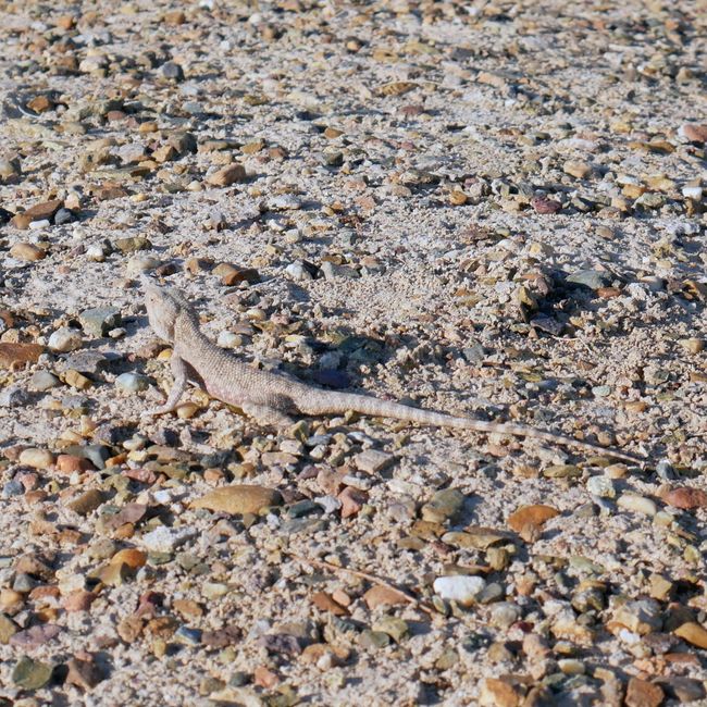 Vor dem Sand kaum zu erkennen!