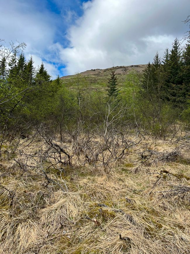 Laugarvatn 2