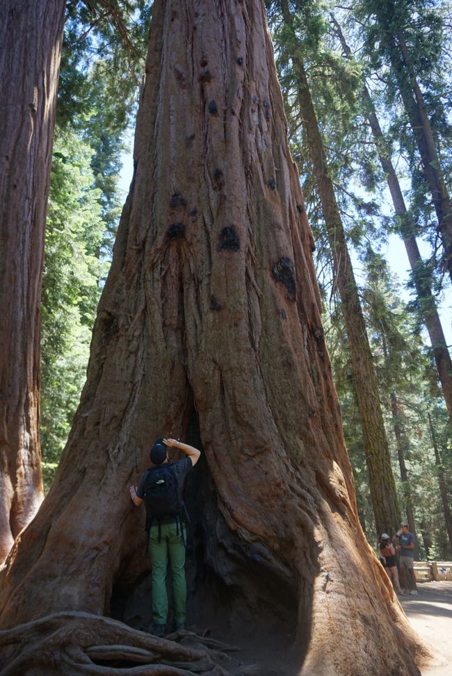 Etiqueta 10 - Gigantes del bosque 🌲