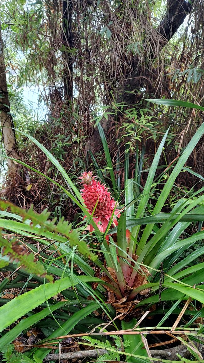 Brasil, Fortaleza Sendero del Bosque Tropical