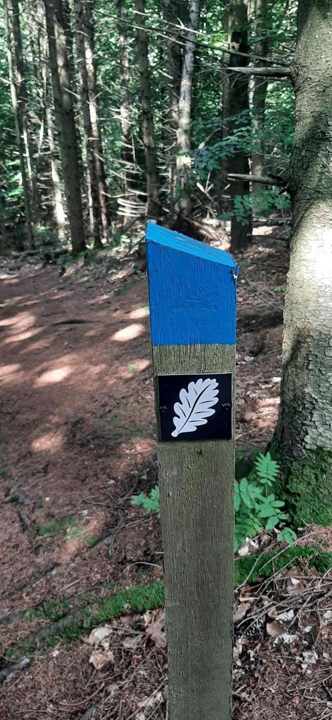 Immer dem Blatt nach