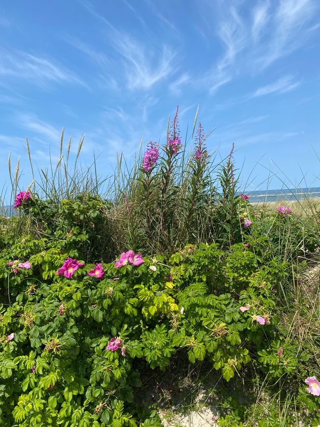 Auch auf den Dünen am Wegesrand