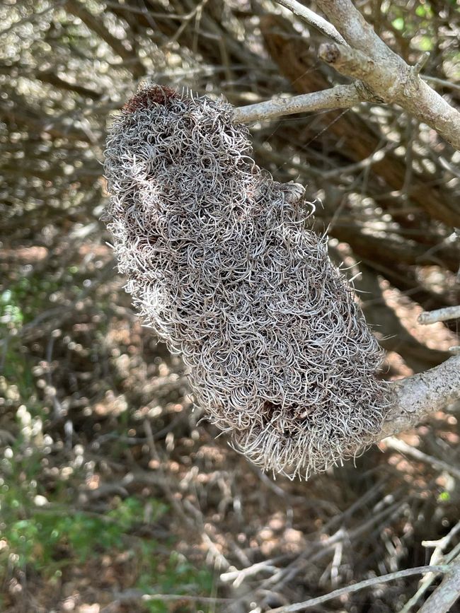 Banksia praemorsa