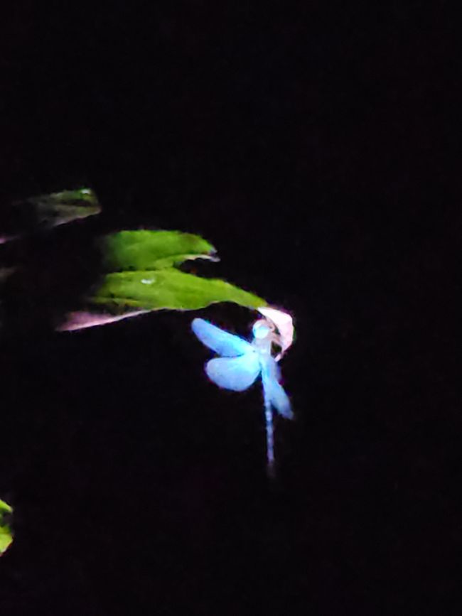 Tag 28, 22. Mai, Daintree, der älteste Regenwald der Welt